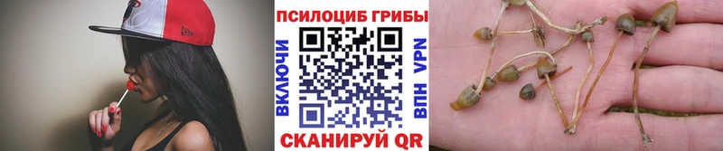 Галлюциногенные грибы Psilocybine cubensis  купить наркотик  Цоци-Юрт 